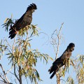 Calvert River_20070815_067